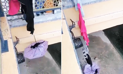 Dereye Düşen Kedi Şemsiye ile Kurtarıldı