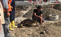 Ankara'da Toprak Kayması Nedeniyle Otopark Çöktü; Olayda Can Ve Mal Kaybı Olmaması  Nedeniyle Kurban Kesildi