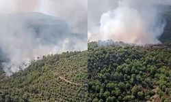 İzmir'de Orman Yangını Meydana Geldi