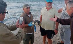 Kuşadası'nda Ölü 3 Yeşil Deniz Kaplumbağası Sahile Vurdu
