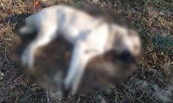 Atılan Eti Yiyen 5 Kangal Köpeğinden 3'ü Öldü 2`Si Tedaviye Alındı