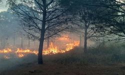 Çanakkale'de Orman Yangını Meydana Geldi