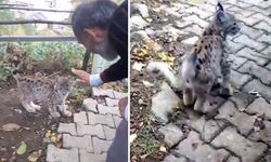 Evinin Yanına Gelen Vaşak Yavrusunu Doğaya Saldı, Geri Döndü