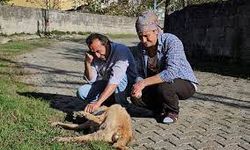 Zonguldak'da Baktığı Köpekler Darbedilip, Öldürüldü