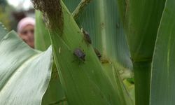 Erbaalı Çiftçilere Kahverengi Kokarca Böceği Uyarısı