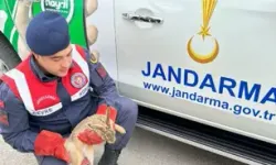 Jandarma'nın Bulduğu Yaralı Tavşan, Korumaya Alındı