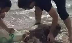 Ağa Takılan Deniz Kaplumbağası Kurtarıldı