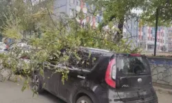 Fırtına; Ağaç Dalları Koptu, Elektrik Telleri Zarar Gördü