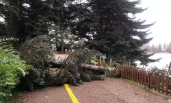 Bolu’da Kuvvetli Rüzgar; Tabiat Parkındaki Ağaçlar Devrildi
