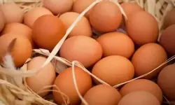 TÜİK: Yumurta Üretimi Ve İnek Sütü Miktarı Arttı