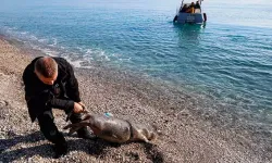 Antalya'nın Konyaaltı Sahili Açıklarında Ölü Yavru Akdeniz Foku Bulundu