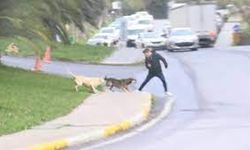 Bağcılar'da Başıboş Köpekler Yoldan Geçenlere Saldırdı