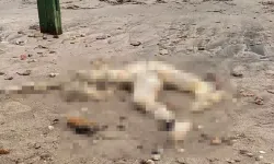 Bodrum’da Sahilinde Başı Olmayan Erkek Cesedi Bulundu