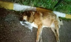 Çiğli’de 13 Köpek Zehirlendi; 11'i Öldü