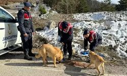 Jandarma, Sokak Hayvanlarına Besleme Yaptı