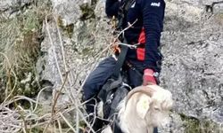 Kayalıklara Düşüp 3 Gündür Mahsur Kalan Keçiyi AFAD Kurtardı