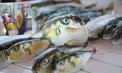 İskenderun'da Balon Balığı Yiyen 7 Kişilik Aile Zehirlendi