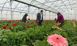Erbaa’da Kesme Çiçek Yetiştiriciliği Kurs Başvuruları Başladı !