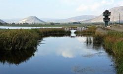 Tokat 'Kaz Gölü' bir çok kuş çeşidini ağırlıyor