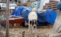 Kayseri'de Köpeğin Saldırdığı Çocuk Ağır Yaralandı