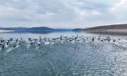 Küresel Isınma İle Sayıları Azalan Su Kuşları İçin Tunceli'de Envanter Çalışması: 11 Türde 10 Bin Kuş Var