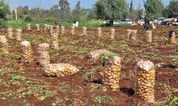 Türkiye’de En Erkenci Patatesinin Hasadı Başladı
