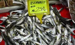 Av Yasağı Başladı, Balık Fiyatları Arttı