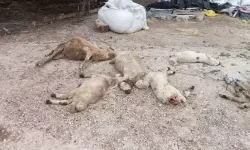 Mandıraya Giren Kurtlar, 40 Koyunu Öldürdü