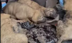 Zifte Bulanmış 10 Yavru Köpek, Bebek Ve Zeytinyağı İle Temizlendi