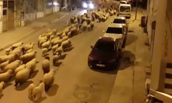 Niksar'da Bahar Göçü Başladı: Yüzlerce Koyun İlçe Sokaklarında Yürüdü