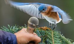 Doğal İlaç: Tokat'ın Kuşları Ötüyor!