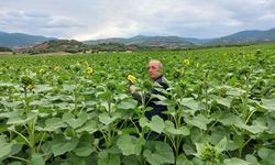 Erbaalı Çiftçilerin Ayçiçeği Ekim Mesaisi Başladı