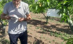 Erbaa'da Akdeniz Meyve Sineği ve Fındık Kahverengi Kokarca'ya Karşı Etkin Mücadele