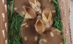 Tokat'ta Kahverengi Amerikan Ördek Yetiştiriciliği Popüler Hale Geliyor