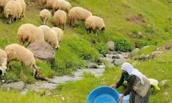 100 Bin Lira Maaşla Çalıştıracak Çoban Bulamıyorlar