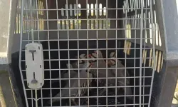 Van'da Keklik Avcılarına Ceza
