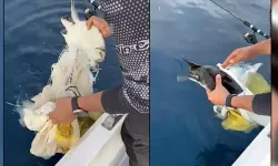 Yavru Deniz Kaplumbağasını Balıkçılar Kurtardı