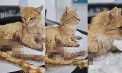 3 Ayağı Kesilmiş Halde Bulunan Kedi Öldü