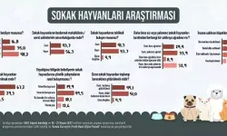 Sokak Hayvanları Araştırması: Yüzde 53,7 Tehlikeli Bulmuyor, Çözüm Kısırlaştırma