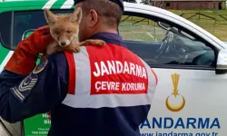 Bitkin Bulunan Yavru Tilki, Bakım Sonrası Doğaya Bırakıldı