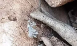 Adıyaman'da 'Dikenli Dantel Böceği' Görüntülendi