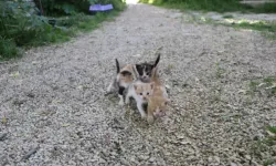 Yüksekova'ya Getirilen Depremzede Kedi Mişo, Anne Oldu