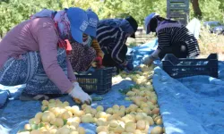 Malatya'da Kayısı Hasadı Başladı