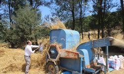 Yayla Köylerinde Geleneksel Buğday Hasadı Devam Ediyor