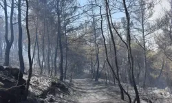Orman Yangınları İle İlgili 1 Tutuklama