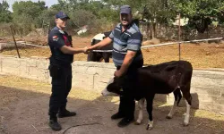 Edirne'de Kaybolan Buzağı Dronla Bulundu