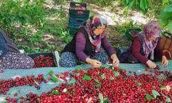 Çamardı'da Kiraz Hasadı Başladı