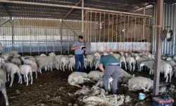 Fransa’dan İthal Edip Yetiştirdiği Koyunlardan Yüksek Verim Aldı