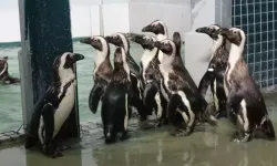 Penguenlere Yaz Uygulaması