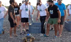 Antalya Manavgat Uydu İzleme Cihazı Takılan Kaplumbağalar, Denize Bırakıldı